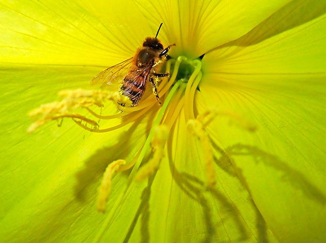 insecto en flor de onagra