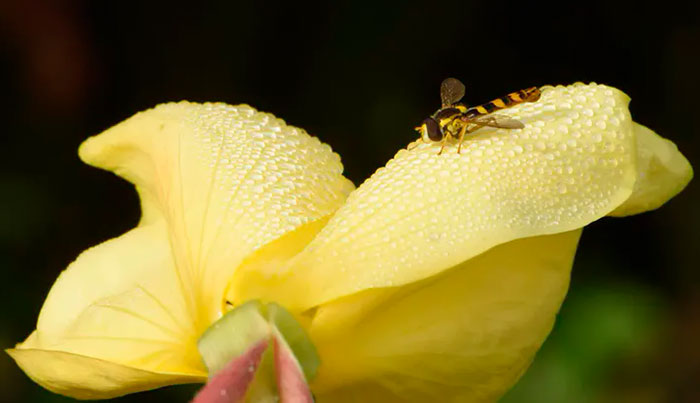 Según un estudio, las flores pueden escuchar a los insectos y actuar en consecuencia