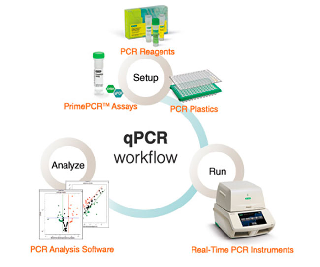 esquema proceso qPCR o en tiempo real