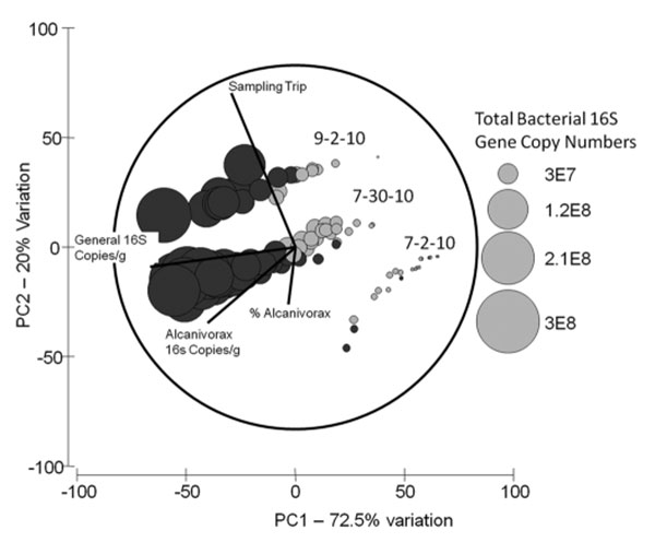 grafico genetico bacterias degradadoras de petroleo