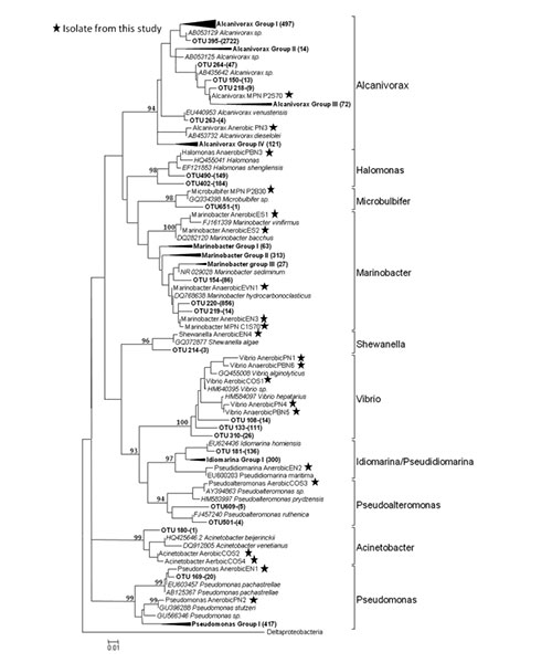 arbol filogenetico bacterias que degradan hidrocarburos