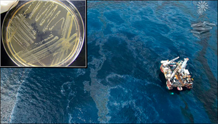 Identificación de bacterias que degradan petróleo y respuesta de la comunidad bacteriana a derrame de crudo en arenas del Golfo de México