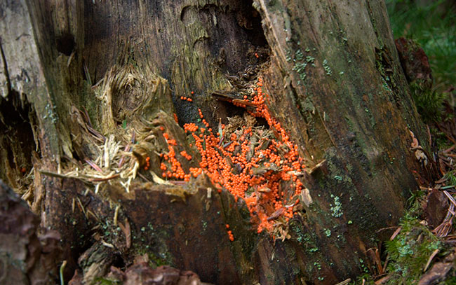 madera muerta biodiversidad