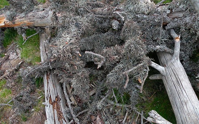 madera muerta bosque