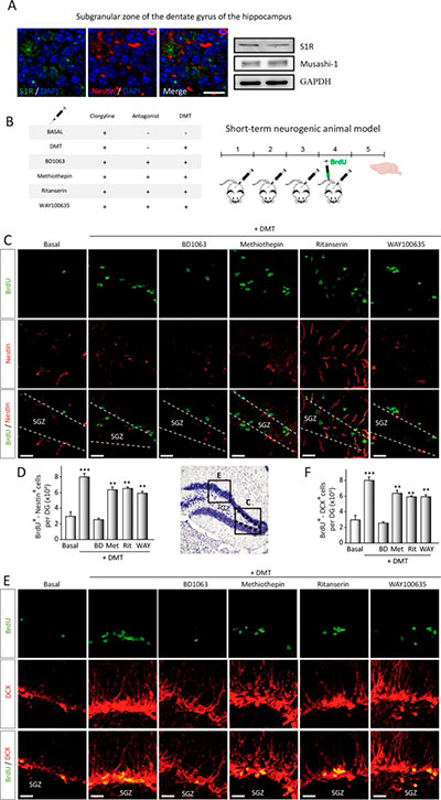 N,N-dimetiltriptamina (DMT) proliferacion y migracion in vivo