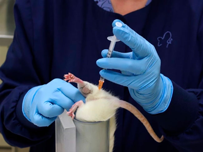 inyeccion intraperitoneal en raton laboratorio 
