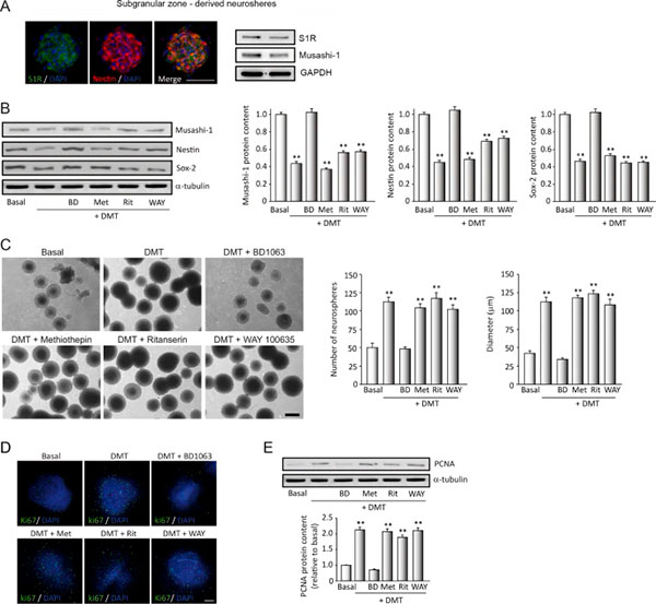 N,N-dimetiltriptamina (DMT) proliferacion y S1R