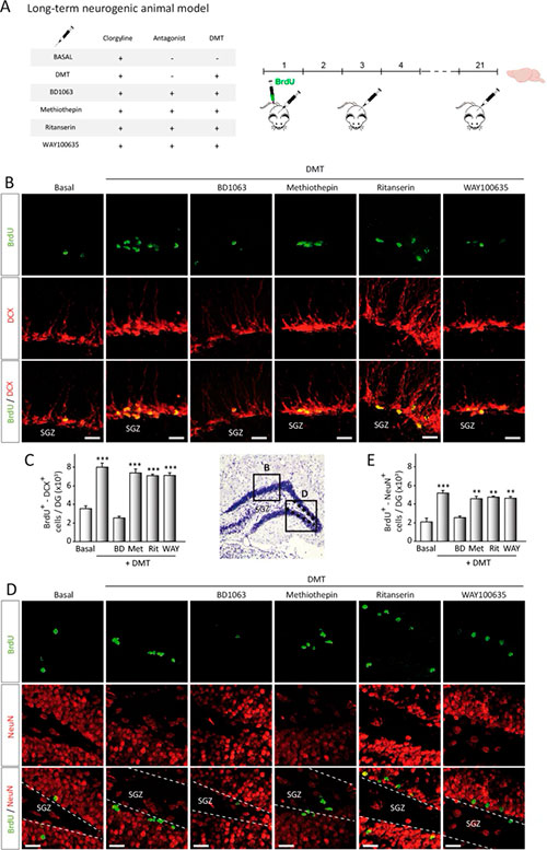 N,N-dimetiltriptamina (DMT) promueve migracion in vivo