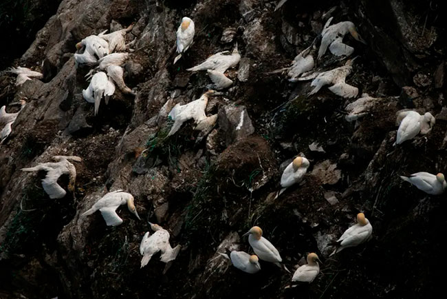 colonia de aves muertas en UK por gripe aviar