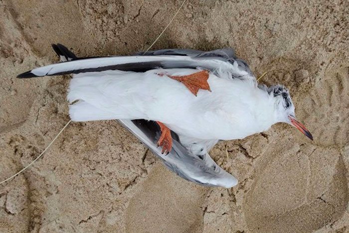 Una mutación de la gripe aviar mata a miles de aves marinas en todo el mundo e incluso mamíferos