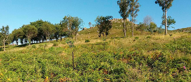 monte bolsa de carbono de Galicia