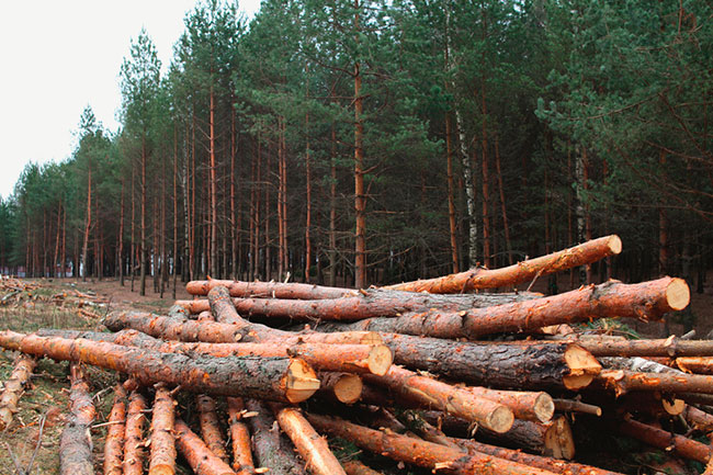 Qué son los problemas ambientales 3 ejemplos deforestacion