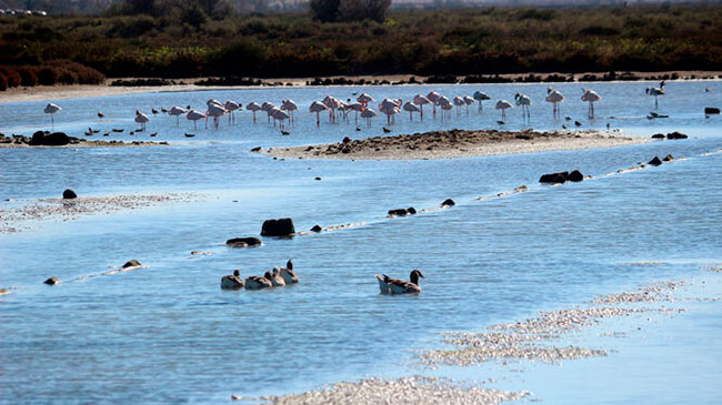 aves salinas Parque Natural de la Bahia de Cadiz