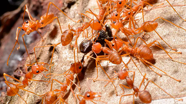 hormigas rojas de fuego