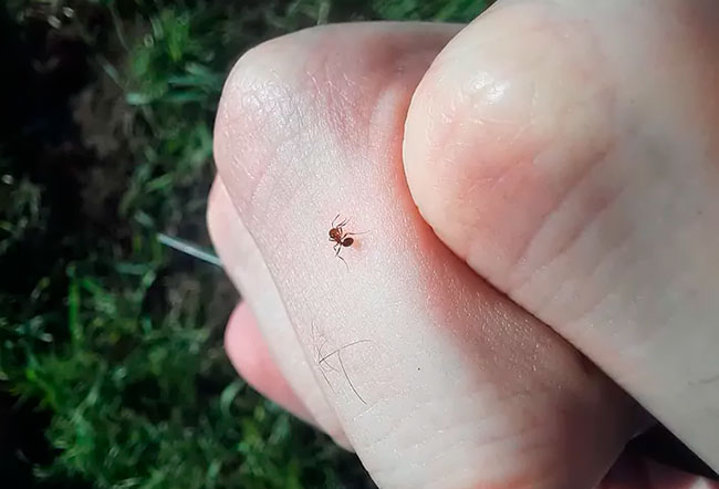 hormiga roja de fuego en mano