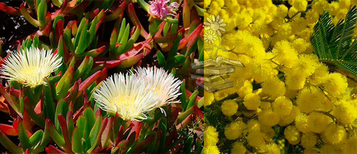 plantas invasoras aumentan las plagas de insectos herbívoros portada