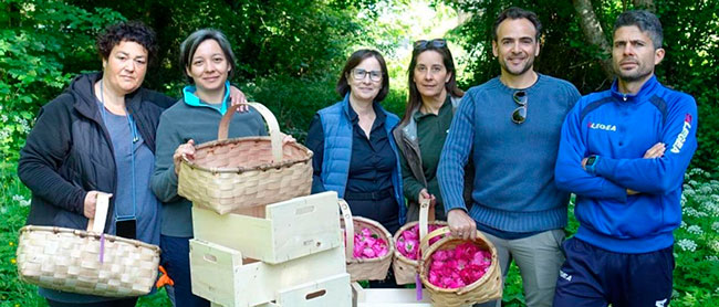 recoleccion de flores Rosa Narcea 