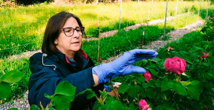 La multinacional Givaudan ayuda a recuperar la Rosa Narcea de Cangas (Asturias)