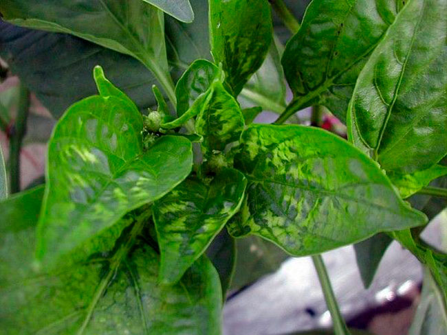 virus del moteado suave del pimiento en hojas de pimiento