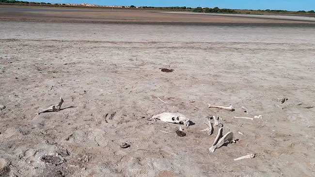 Doñana suspendido de la Lista Verde de la IUCN