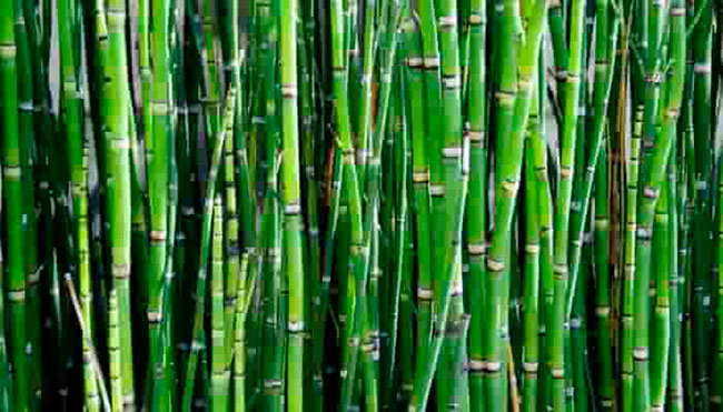 bambú fibra natural