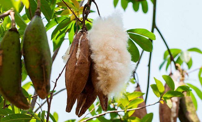 ceiba o capoc natural kapok