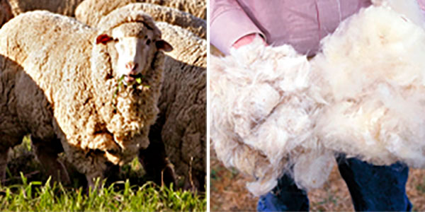 lana de oveja