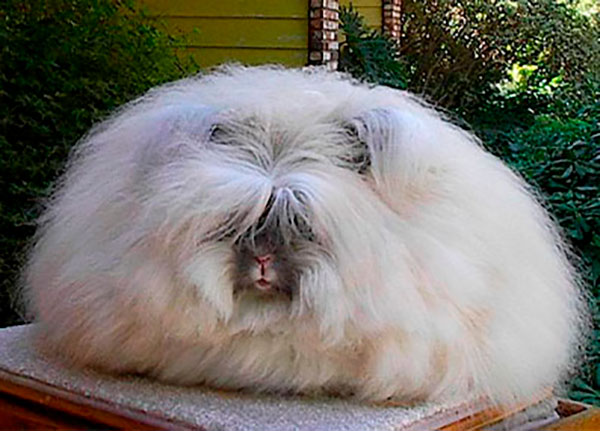 conejo de Angora