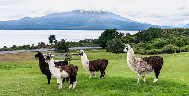 alpacas 