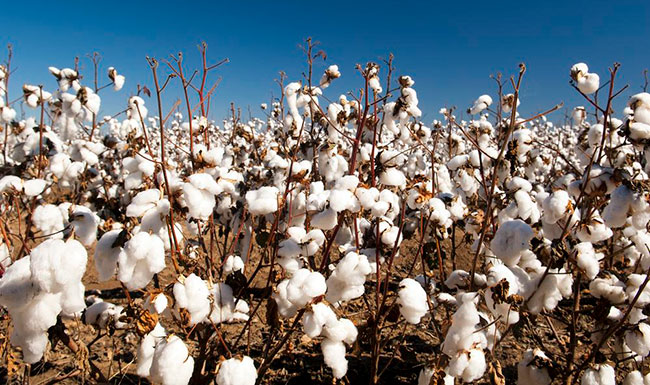 campo de algodón