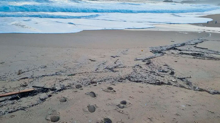 Contaminación de pellets de plástico en las costas de Galicia (España)