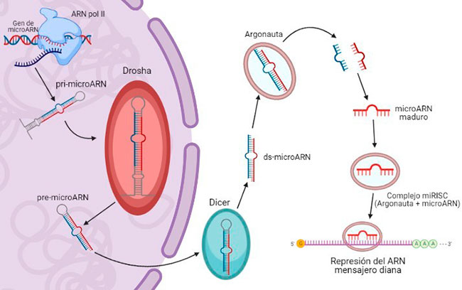 esquema proceso biosintesis microARN