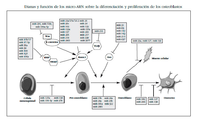 funcion microARN en osteoblastos