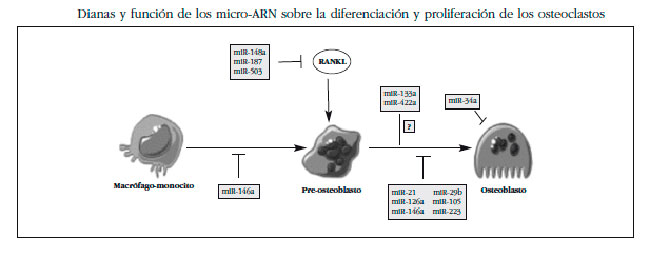 Cómo actuan los miARN en osteoclastos