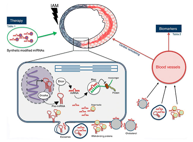 terapia con microARN para enfermedad cardiovascular