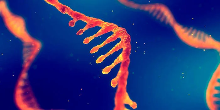 MicroARN, MicroRNA o Mi-ARN: qué son, cómo se forman, qué hacen y qué ...