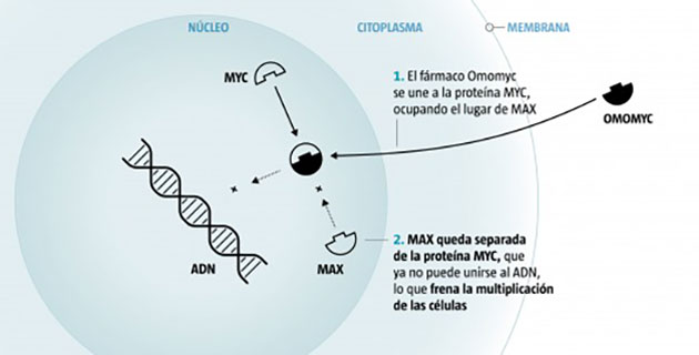 funcionamiento Omomyc