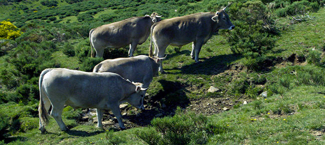 Bueyes Valles del Esla