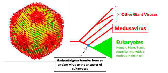 medusavirus calsificacion