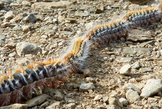 La oruga procesionaria del pino: qué es, cómo se produce, qué efectos ...