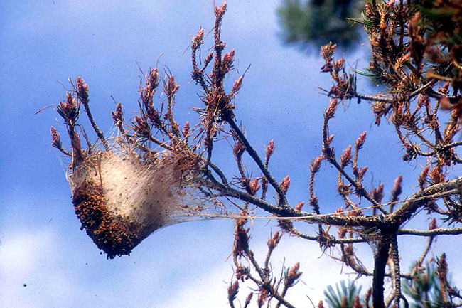 procesionaria del pino nido o bolsón