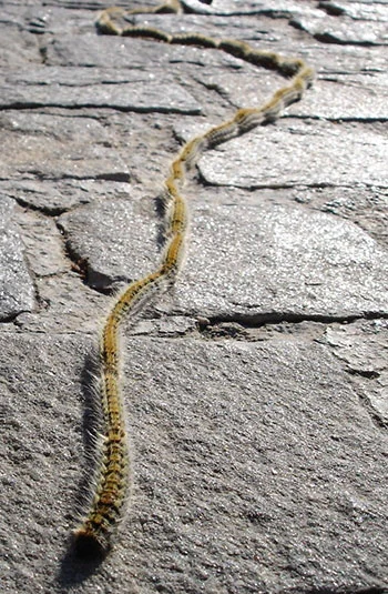 La oruga procesionaria del pino: qué es, cómo se produce, qué efectos ...