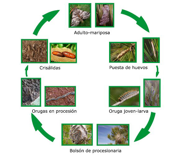 ciclo vital de la oruga procesionaria pino