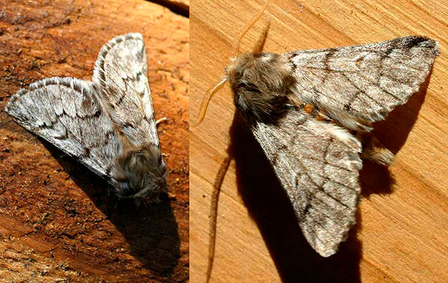 mariposa procesionaria del pino adulta macho y hembra