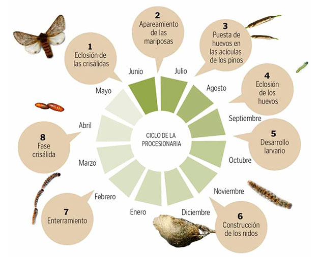 oruga procesionaria ciclo de vida comleto