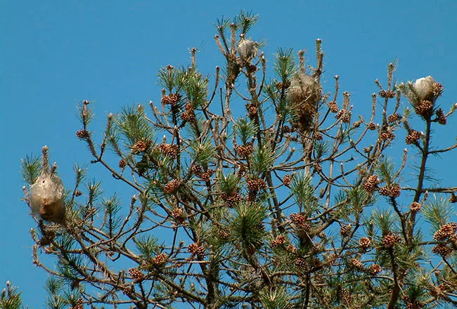 La oruga procesionaria del pino: qué es, cómo se produce, qué efectos ...