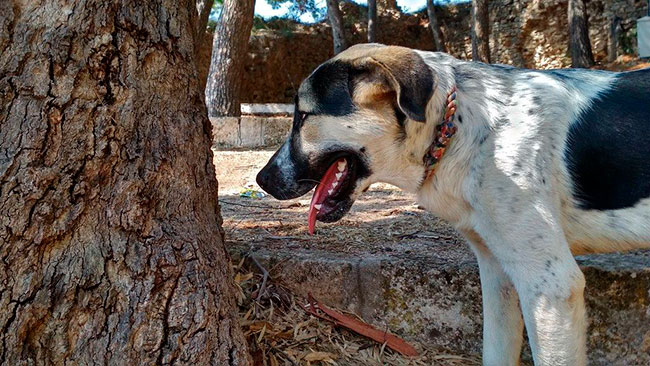 oruga procesionaria perro