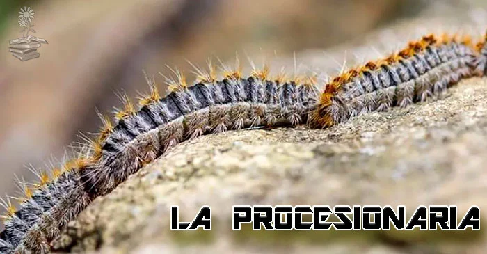 La oruga procesionaria del pino: qué es, cómo se produce, qué efectos ...