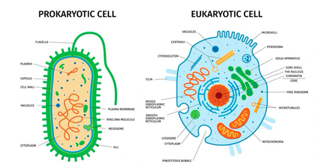 diferencias procariotas y eucariotas