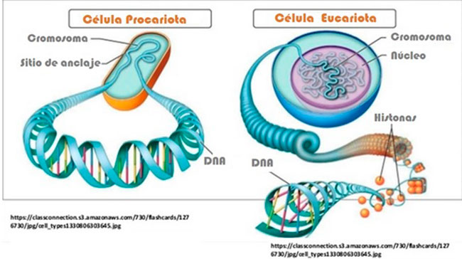 genoma procariotas vs eucariotas